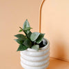 Hoya Krohniana Super Silver Baby – Baby, Approx. 15.0cm height – 6.0cm Pot Default Title 1