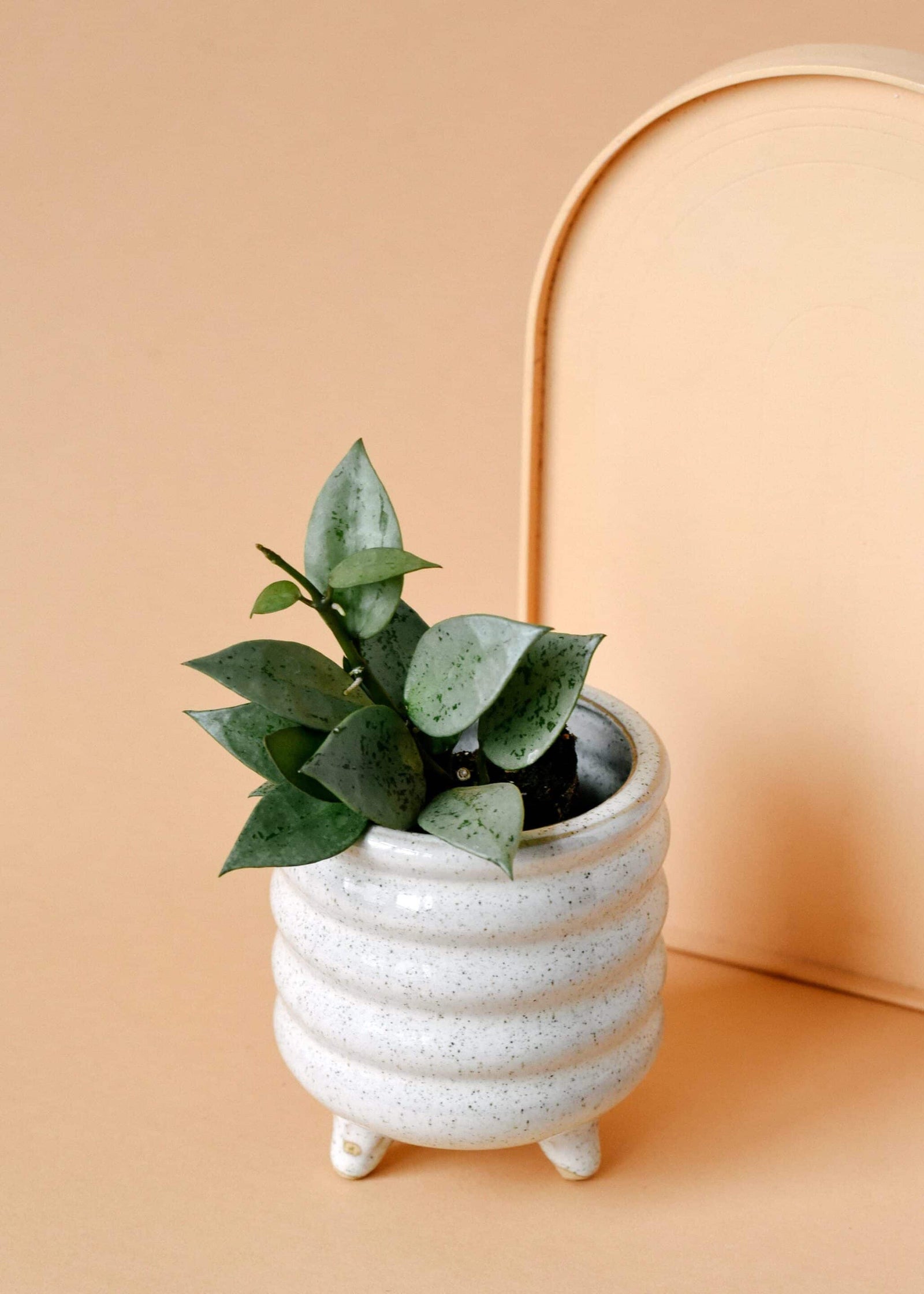 Hoya Krohniana Super Silver Baby – Baby, Approx. 15.0cm height – 6.0cm Pot Default Title 1