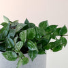 Hoya Krohniana 'Splash' Baby – Baby, Approx. 7.0cm height – 6.0cm Pot Default Title