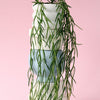 Hoya Linearis L – Medium, Approx. 60.0cm height – 14.0cm Pot Default Title 1