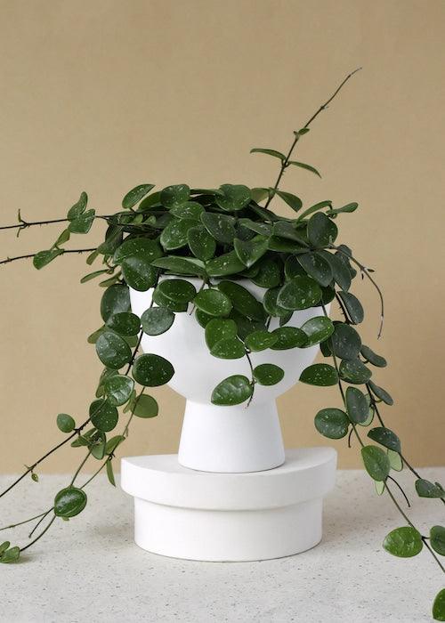 Healthy Hoya Mathilde Baby by Plant Circle. A perfect hoya mathilde baby by plant circle for your indoor houseplant collection.