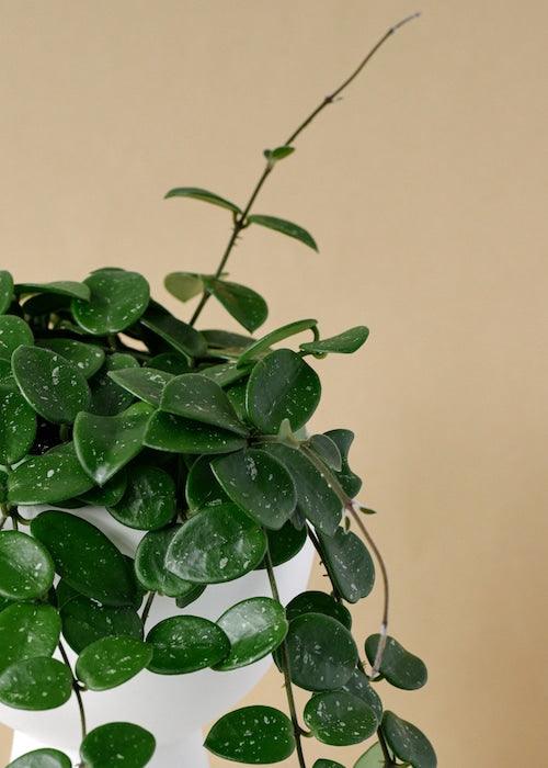Healthy Hoya Mathilde Baby by Plant Circle. A perfect hoya mathilde baby by plant circle for your indoor houseplant collection.
