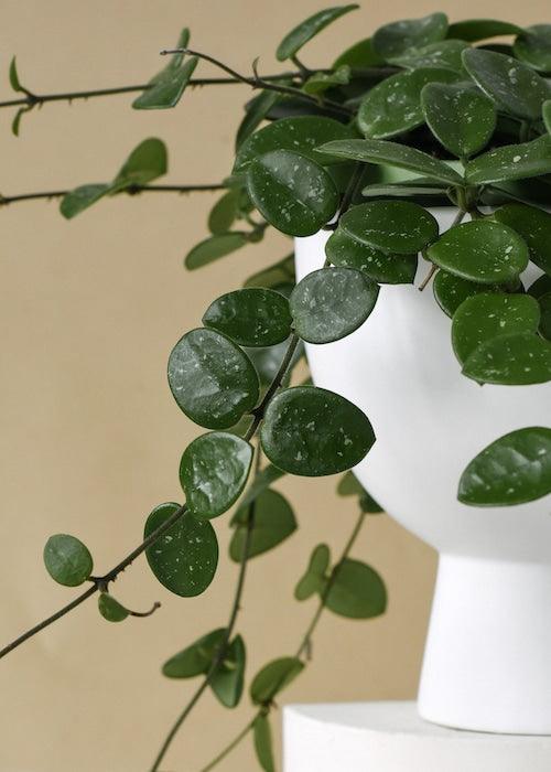 Healthy Hoya Mathilde Baby by Plant Circle. A perfect hoya mathilde baby by plant circle for your indoor houseplant collection.