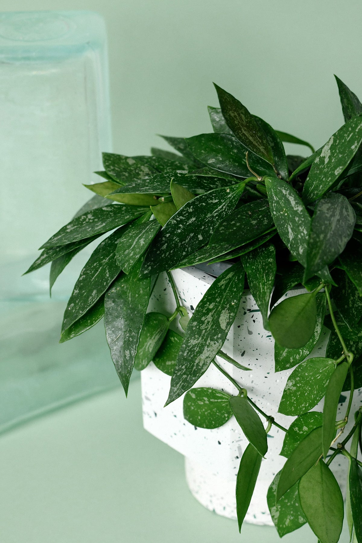 Hoya gracilis (Hoya memoria) – Medium (12cm Pot, 20cm Height) -  Plant Circle.