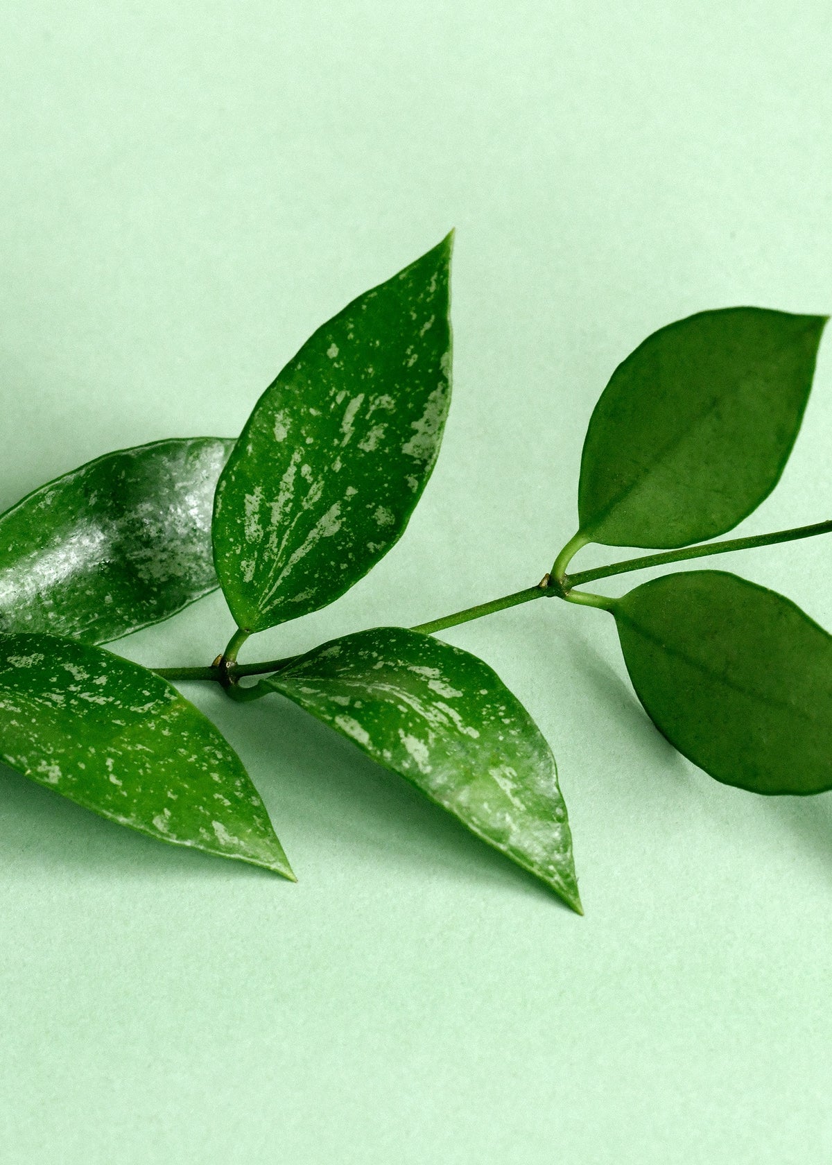 Hoya gracilis (Hoya memoria) – Medium (12cm Pot, 20cm Height) -  Plant Circle.