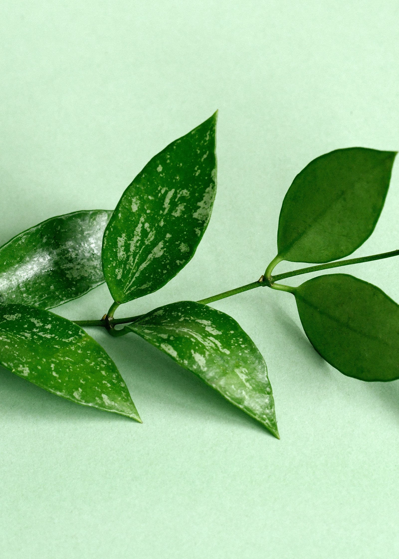 Hoya gracilis (Hoya memoria) – Medium (12cm Pot, 20cm Height)
