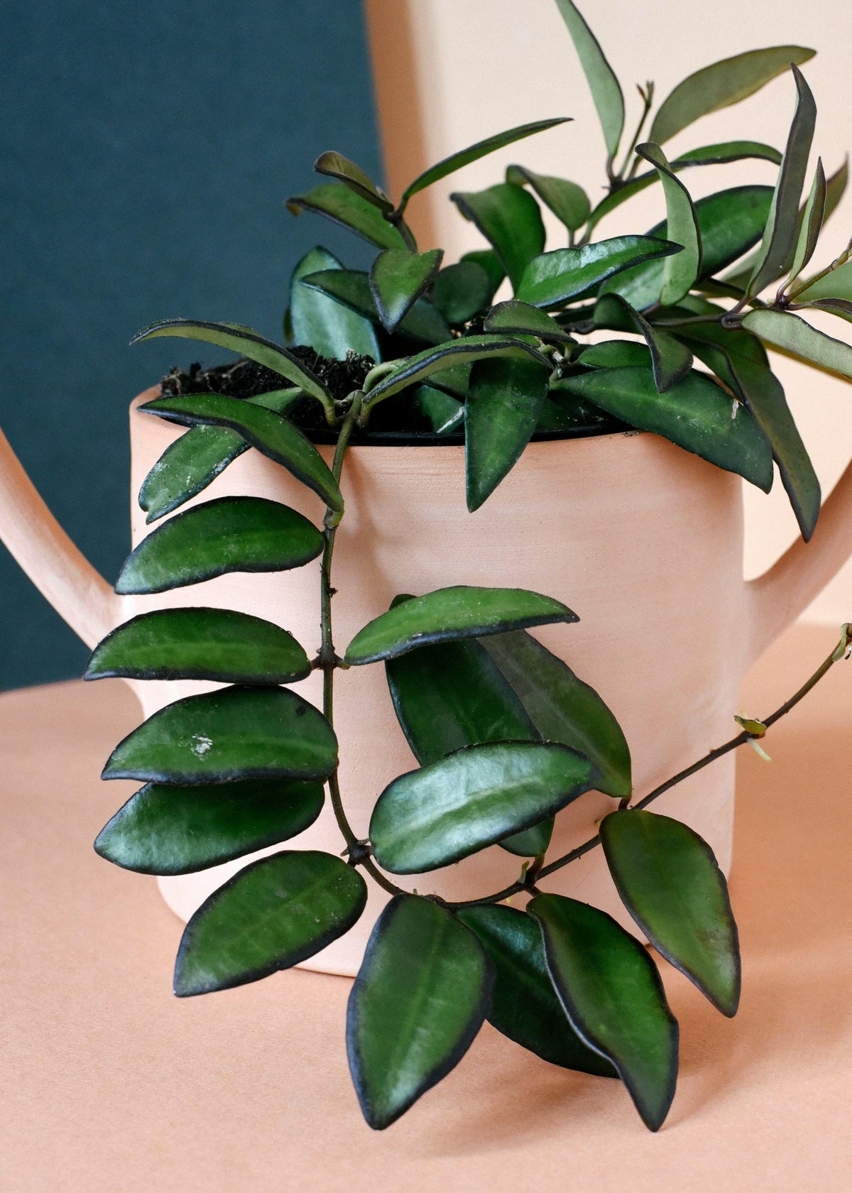 Hoya 'Rosita' Large -  Plant Circle.