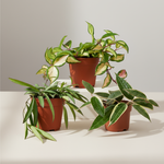 Hoya Plant Set: Hoya Carnosa Tricolor, Wayetii, Latifolia Albomarginata