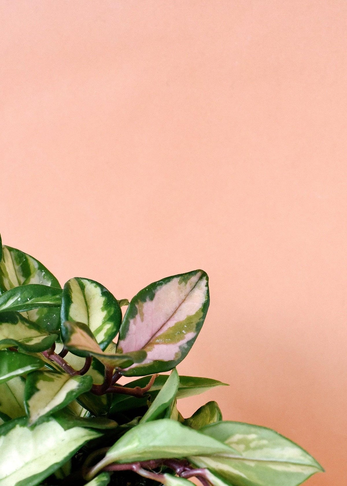 Hoya Carnosa Tricolor M – Medium, Approx. 25.0cm height – 12.0cm Pot 3