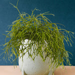 Rhipsalis cashero