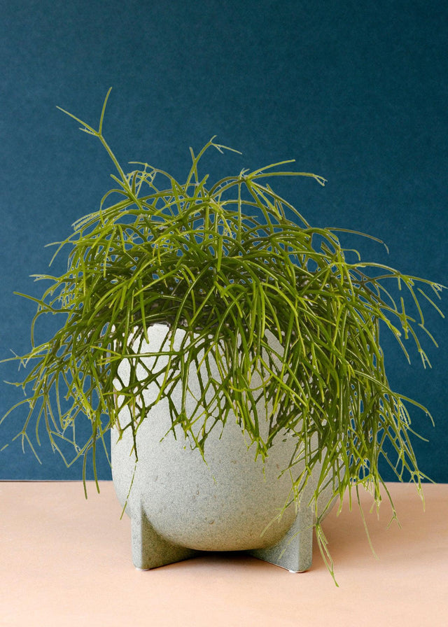 Rhipsalis cashero – Medium, Approx. 20.0cm height – 12.0cm Pot Default Title 1