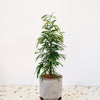 Ficus binnendijkii 'Amstel King' Large (Hydroculture)