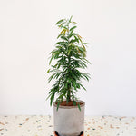 Ficus binnendijkii 'Amstel King' Large (Hydroculture)