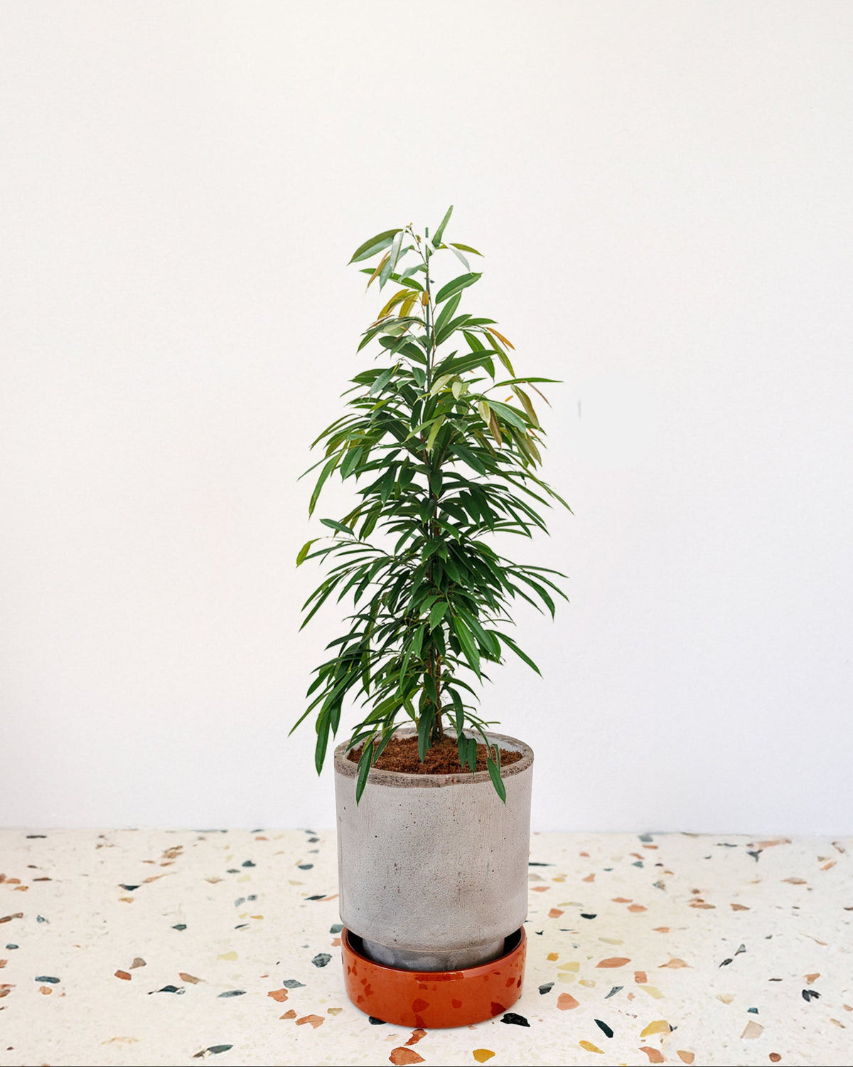 Ficus binnendijkii 'Amstel King' Large (Hydroculture)