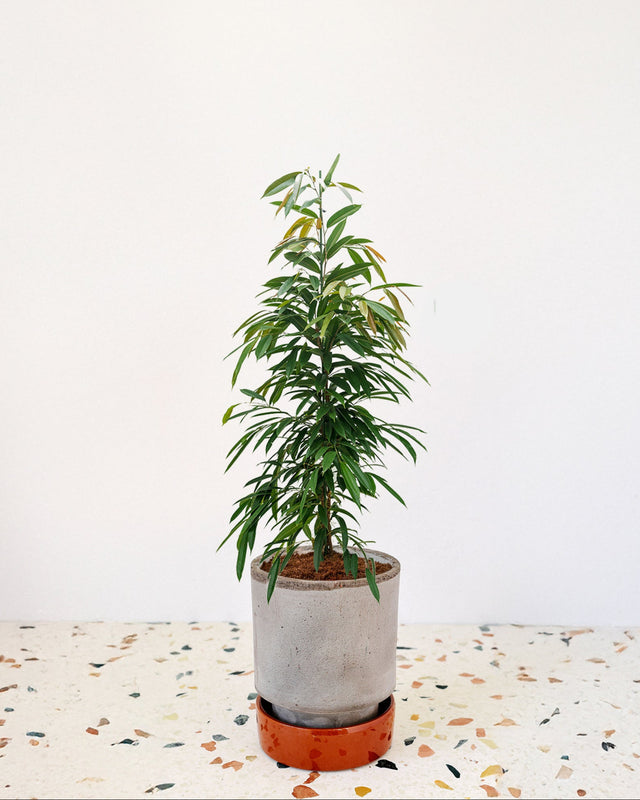 Ficus binnendijkii 'Amstel King' Large (Hydroculture)