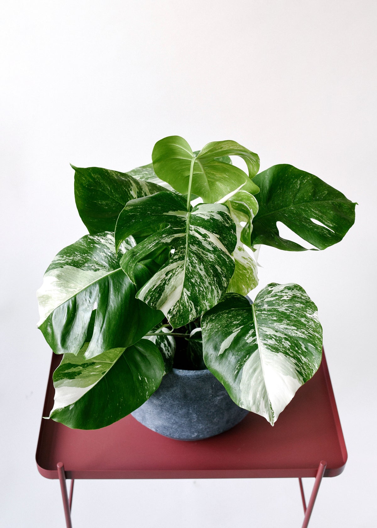 Monstera Deliciosa Variegata