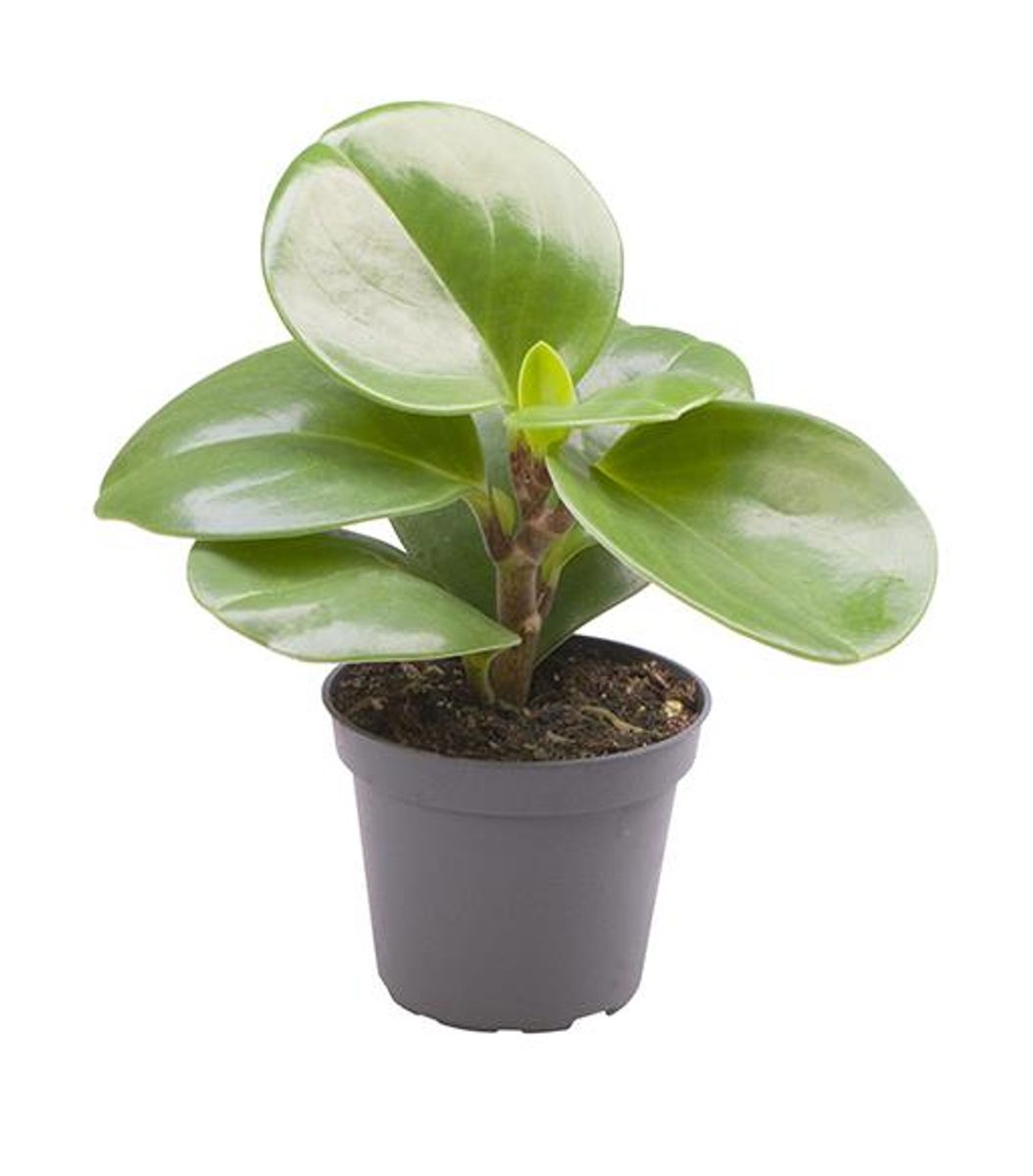 Peperomia Obtusifolia Baby