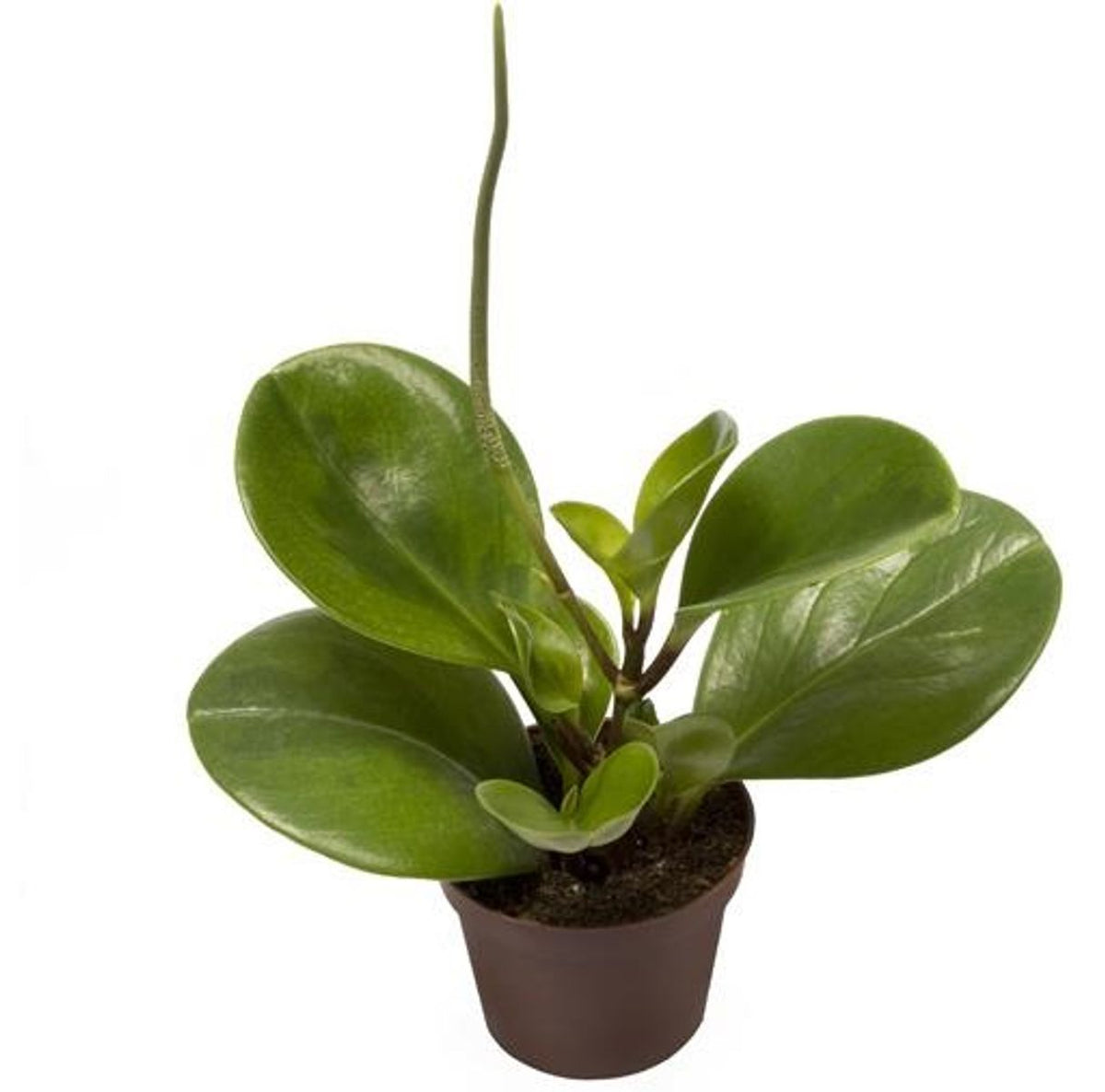 Peperomia Obtusifolia Baby