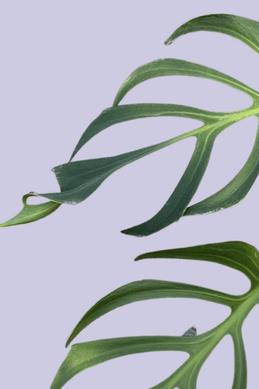 Close-up of Monstera Burle Marx Flame leaf showing narrow lobes and dramatic flame-like fenestrations.
