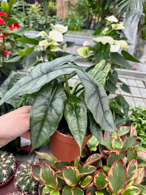 Alocasia Heterophylla 'Dragon's Breath' M