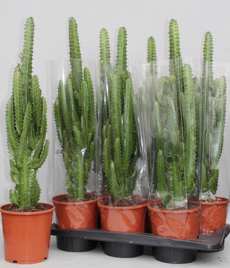 tall cactus house plant Euphorbia trigona Large
