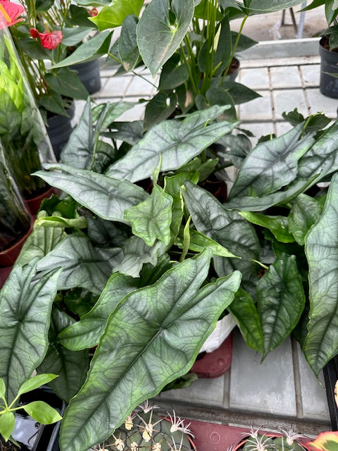 Alocasia Heterophylla 'Dragon's Breath' M