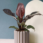 Philodendron 'Imperial Red' Medium, Medium P14 H30
