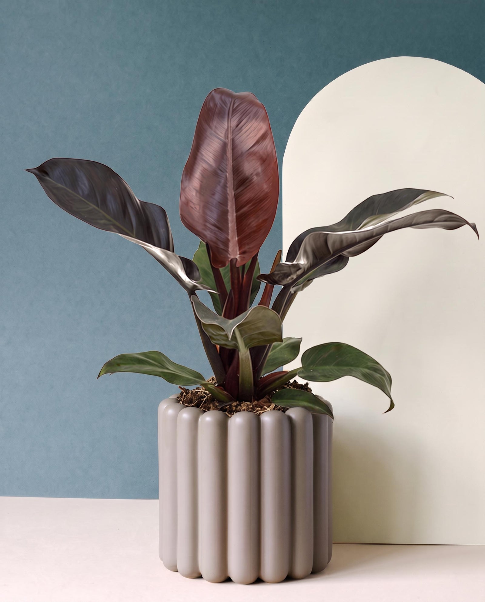 Philodendron 'Imperial Red' Medium, Medium P14 H30
