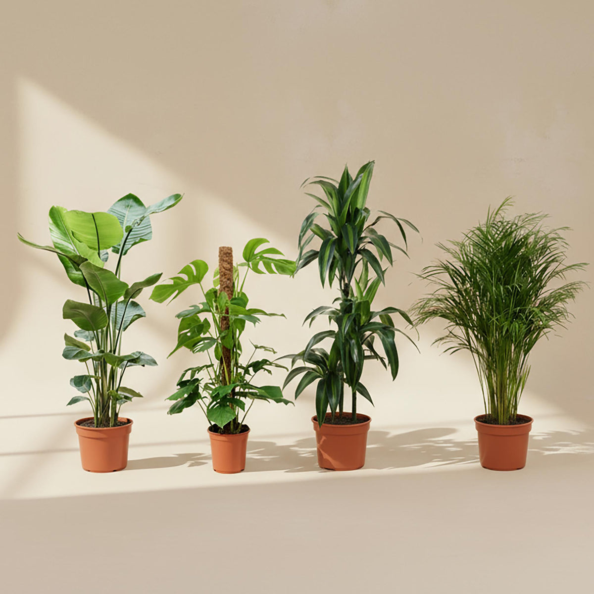 Four tall indoor plants in XL nursery pots—Strelitzia, Monstera, Areca palm, and Dracaena—arranged for a modern jungle look.

