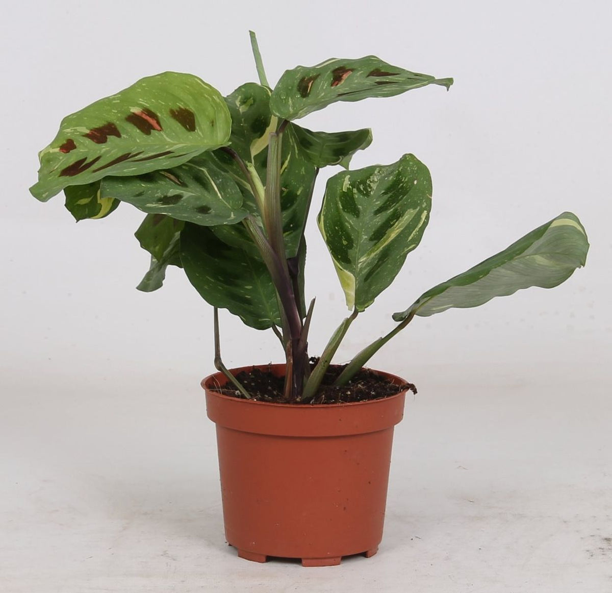 Maranta leuconeura ‘Kerchoveana variegata’ 