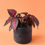 Iresine Diffusa f. Herbstii 'Rich Redstar' aka 'Bloodleaf' Medium