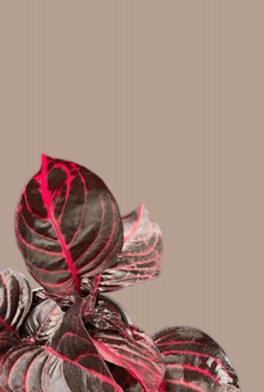 Iresine Diffusa f. Herbstii 'Rich Redstar' aka 'Bloodleaf' 