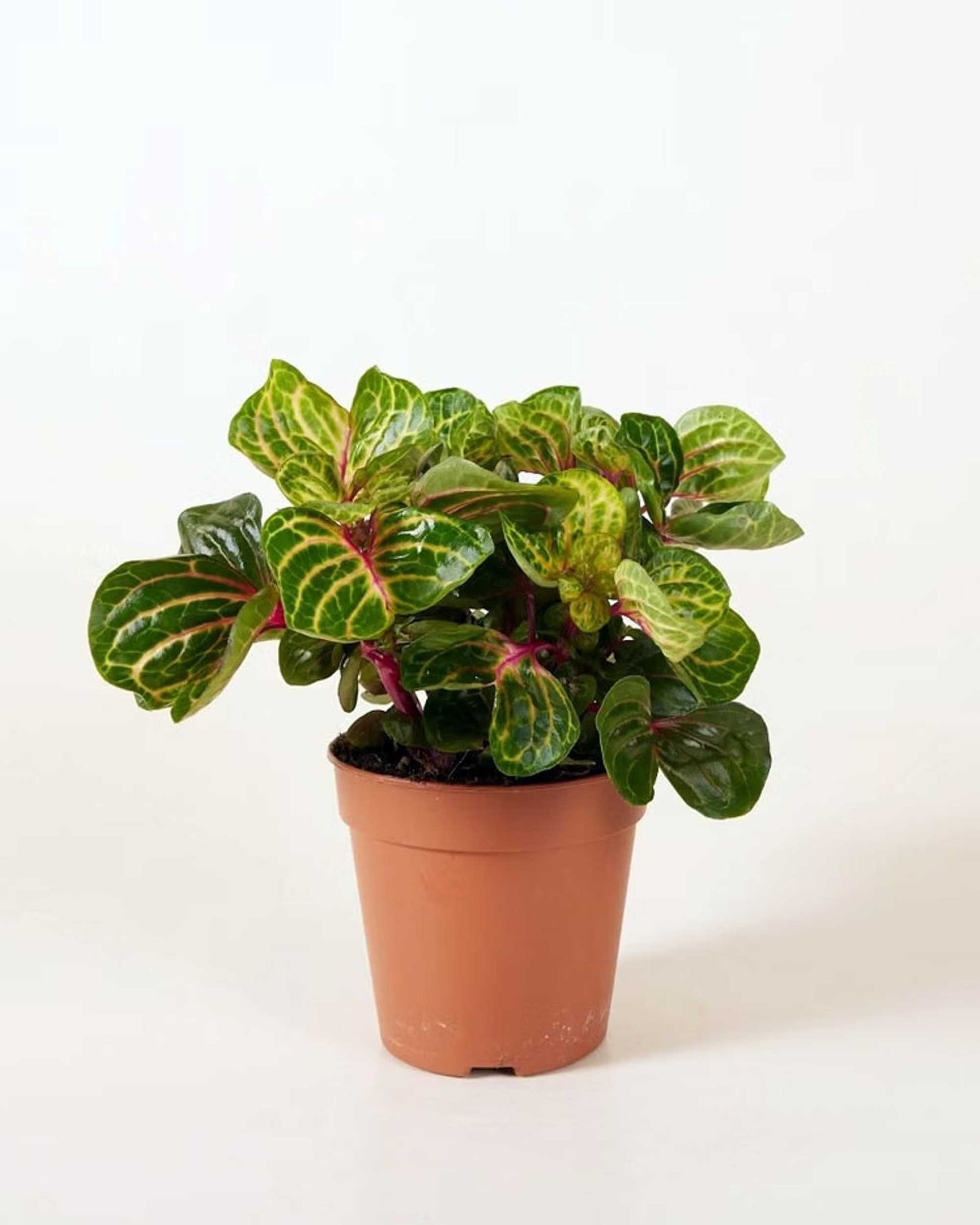 Iresine diffusa f. herbstii 'Rich Goldstar' Medium