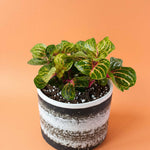 Iresine diffusa f. herbstii 'Rich Goldstar'