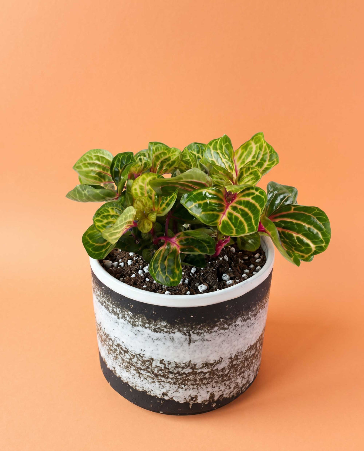 Iresine diffusa f. herbstii 'Rich Goldstar' Medium