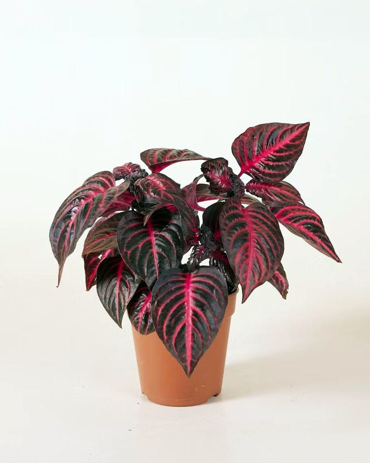 Iresine Diffusa f. Herbstii 'Rich Redstar', auch bekannt als 'Bloodleaf' Medium