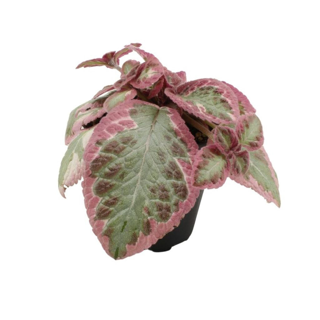Episcia cupreata 'Pink Brocade' (African Flame Violet) Baby