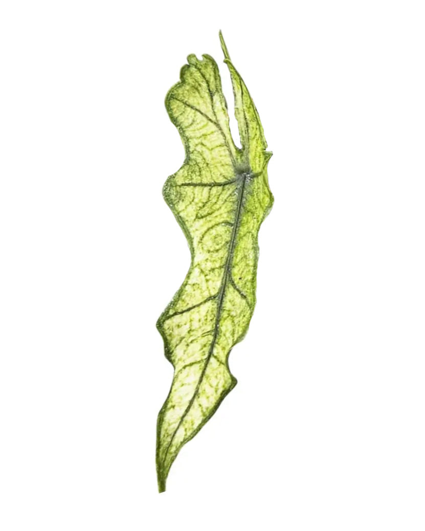 Alocasia ‘Jacklyn Ghost’ (‘Mint’) Baby
