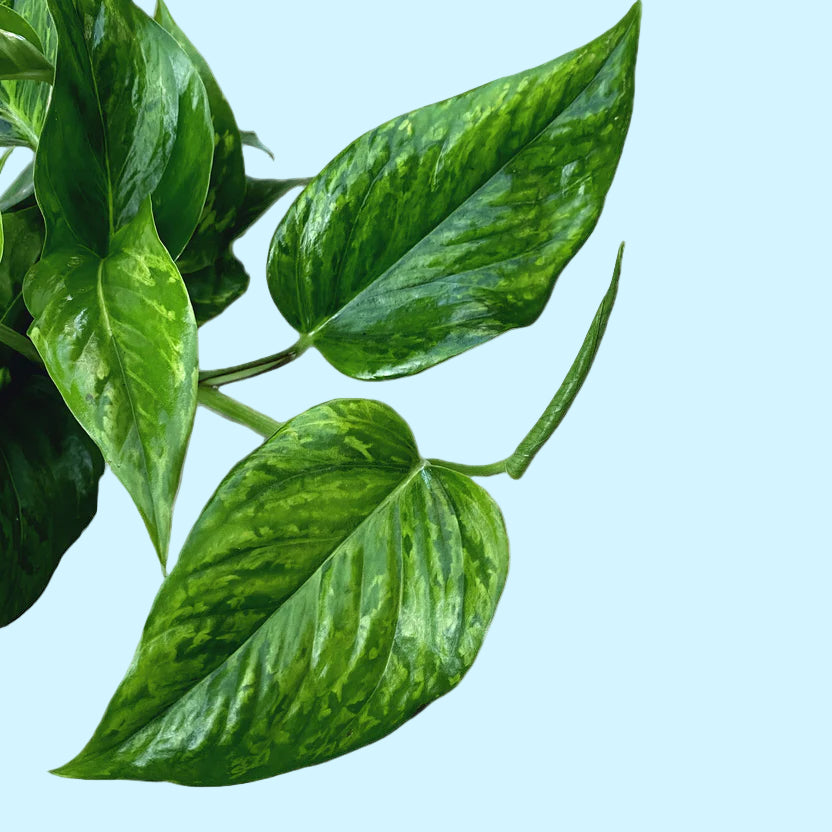 Epipremnum aureum 'Jungle Star' ('Marble green')