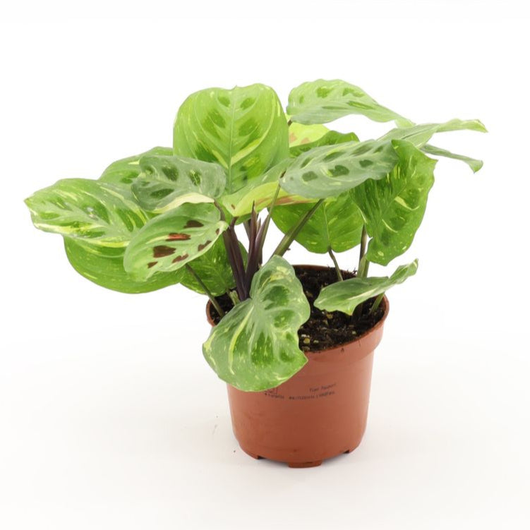 prayer plant kerchoveana Maranta leuconeura 'Kerchoveana variegata' (aka beauty Kim) Medium