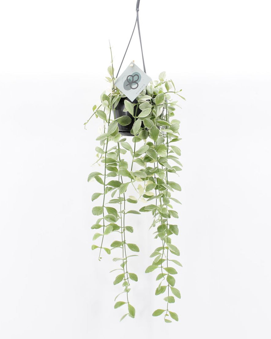 Dischidia oiantha ‘Variegata’ Medium