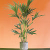 Howea forsteriana 'Kentia Palm' XL