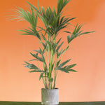 Howea forsteriana 'Kentia Palm' XL