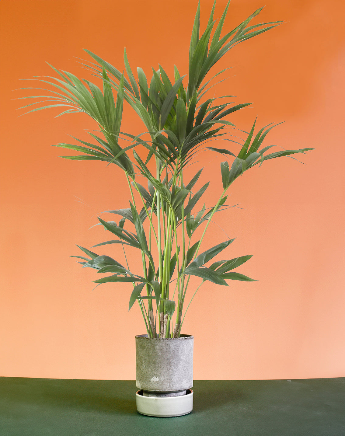 Howea forsteriana 'Kentia Palm' XL