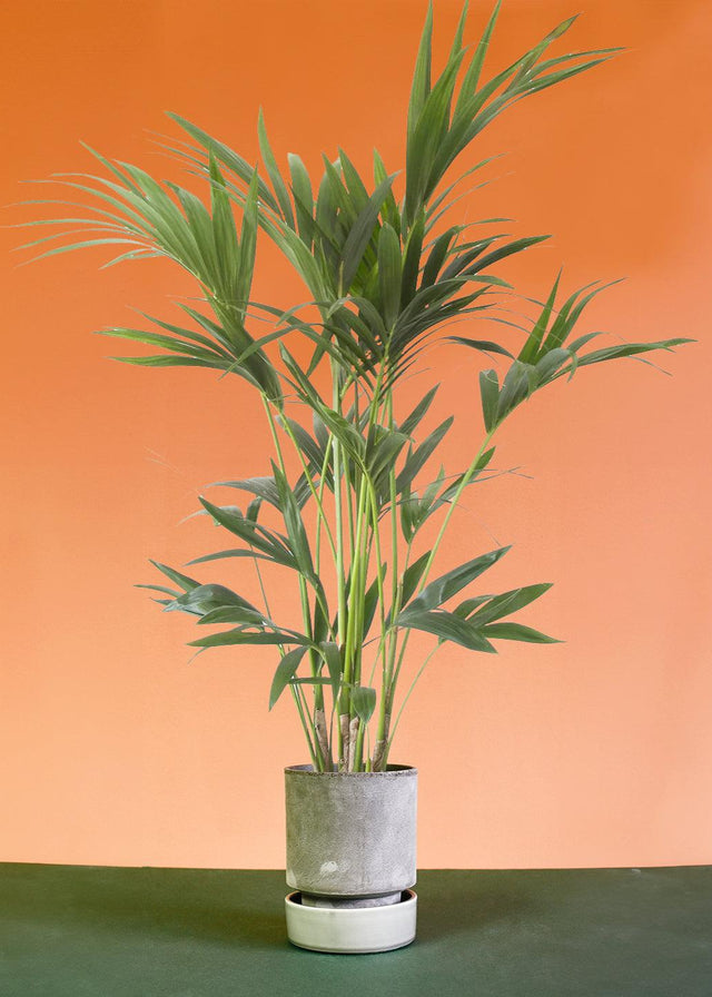 Howea forsteriana 'Kentia Palm' XL by Plant Circle -  Plant Circle.