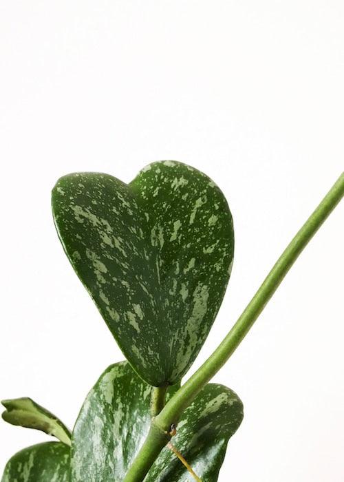 Healthy Hoya Kerrii Splash Baby by Plant Circle. A perfect hoya kerrii splash baby by plant circle for your indoor houseplant collection.