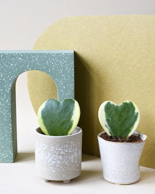 Healthy Hoya Kerrii Variegata Baby by Plant Circle. A perfect hoya kerrii variegata baby by plant circle for your indoor houseplant collection.