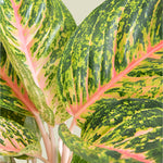 Agloanema 'Spring Red' XL