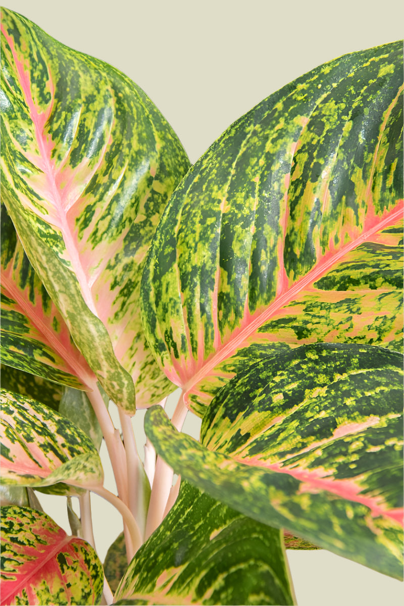 Agloanema 'Spring Red' XL
