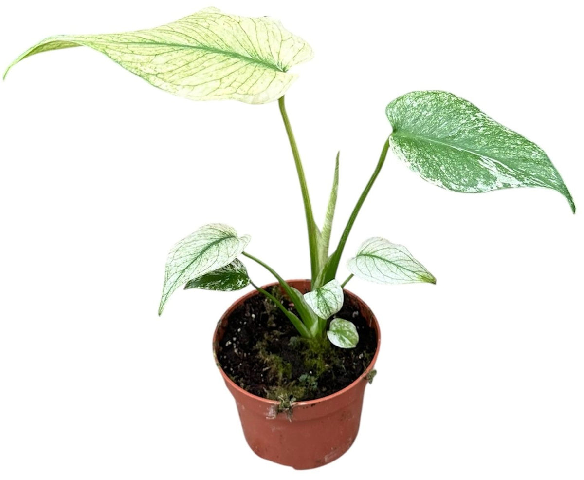 Monstera deliciosa ‘Mint’ baby plant in a red nursery pot with broad, variegated leaves featuring creamy mint and green patterns.